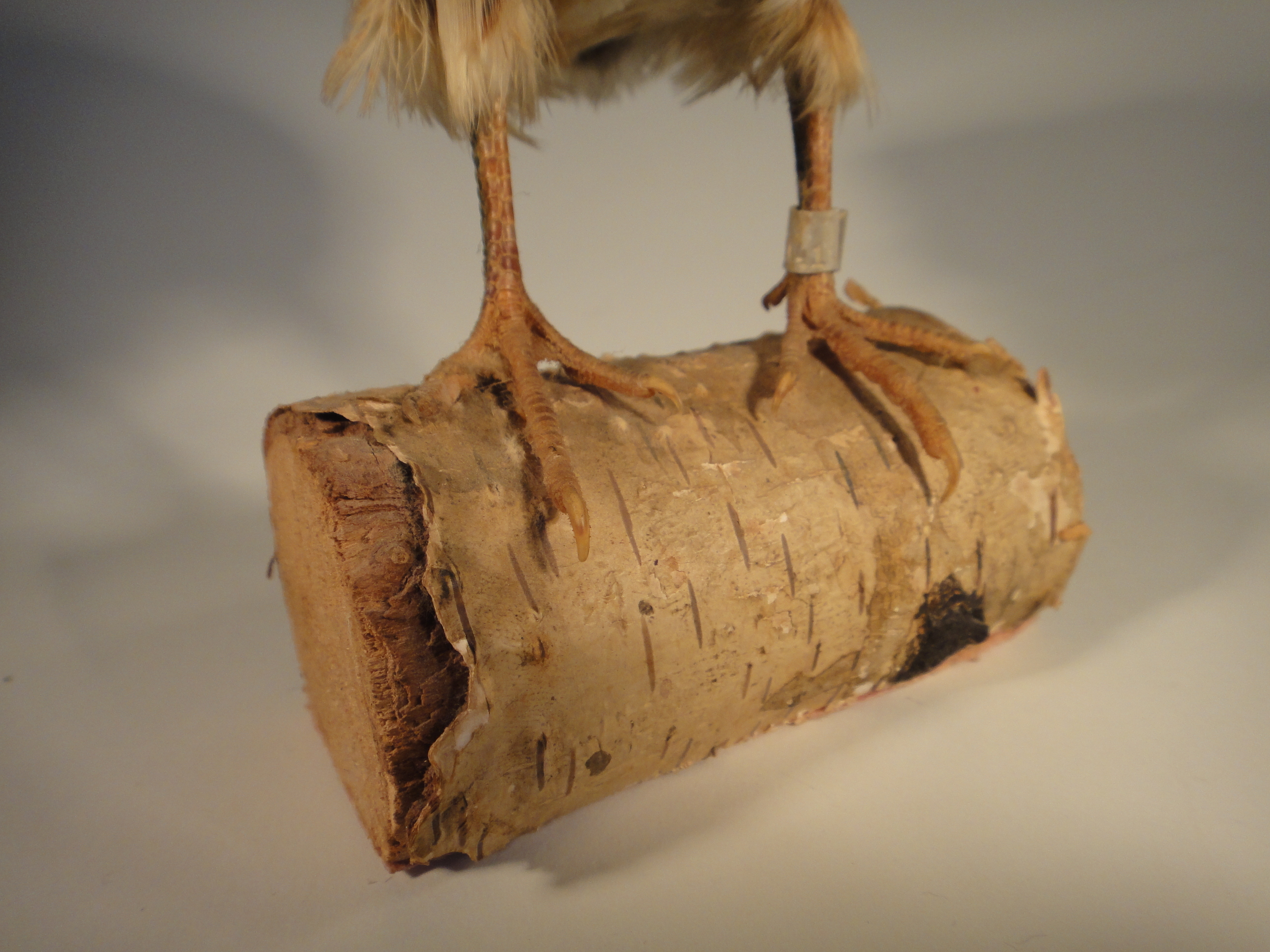 Young Prairie Chicken Taxidermy Mount