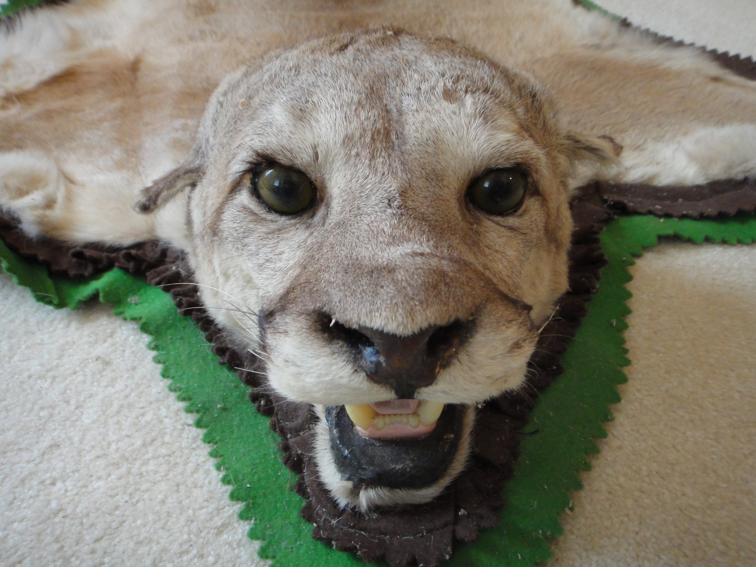 Vintage Mountain Lion Taxidermy Mount Rug