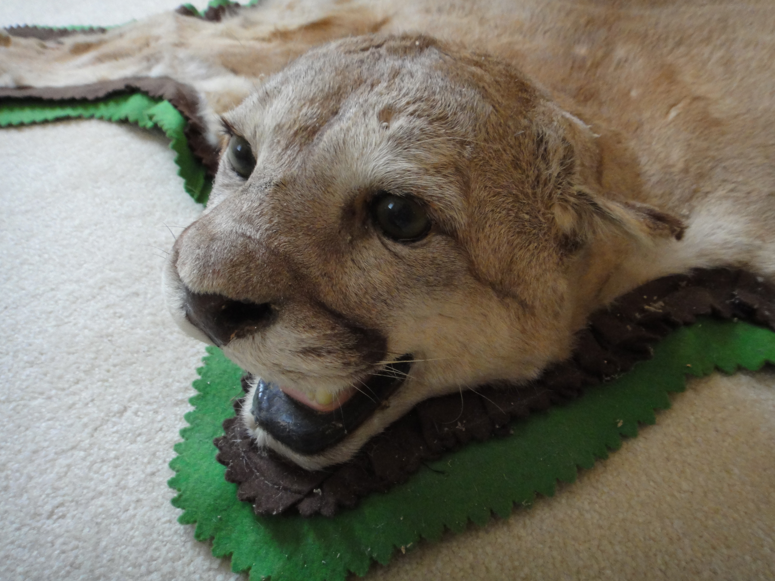 Vintage Mountain Lion Taxidermy Mount Rug