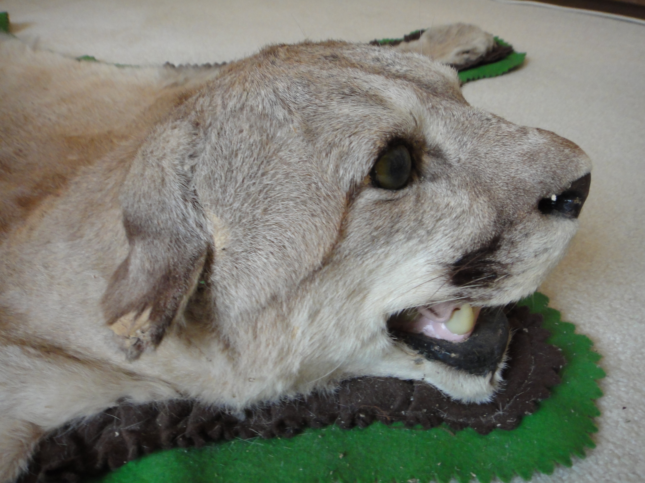 Vintage Mountain Lion Taxidermy Mount Rug