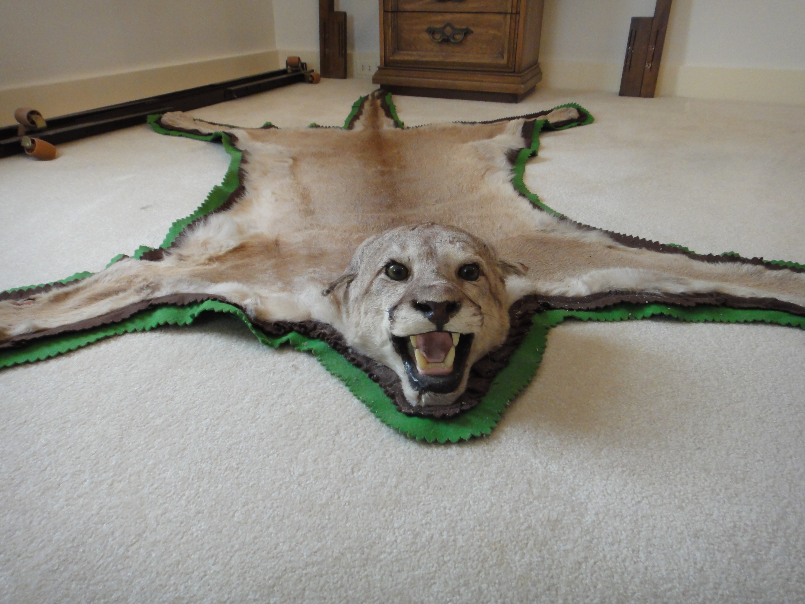 Vintage Mountain Lion Taxidermy Mount Rug
