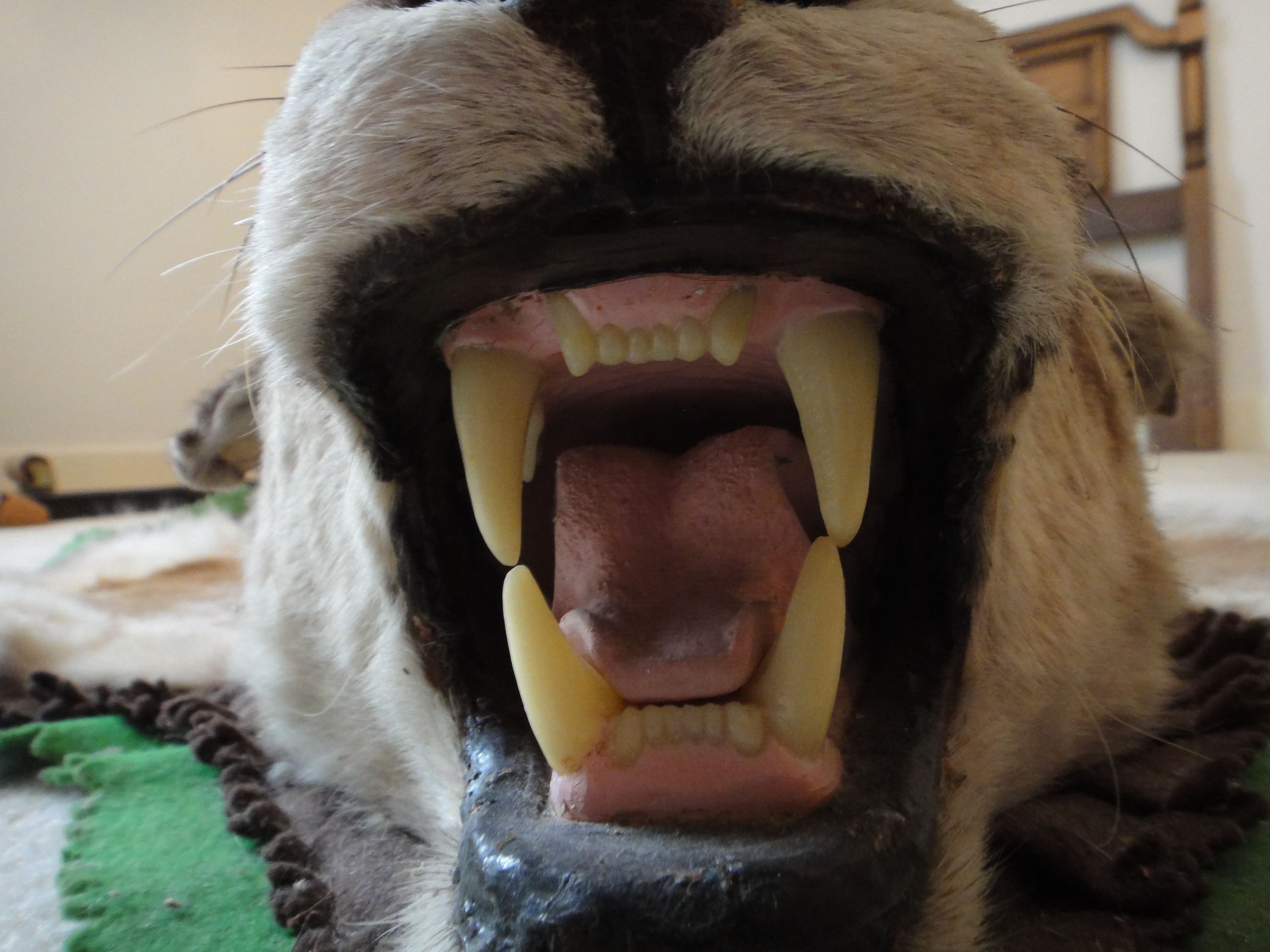 Vintage Mountain Lion Taxidermy Mount Rug