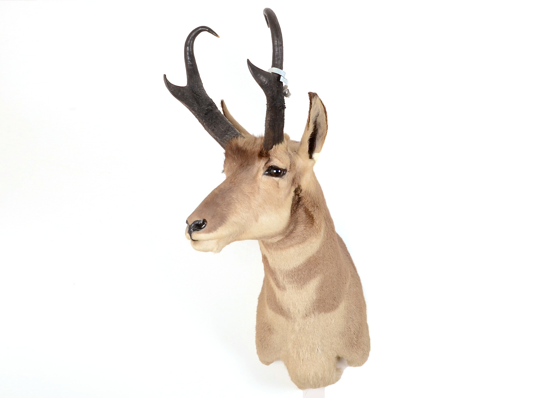 1972 Taxidermy Pronghorn Antelope Head Mount