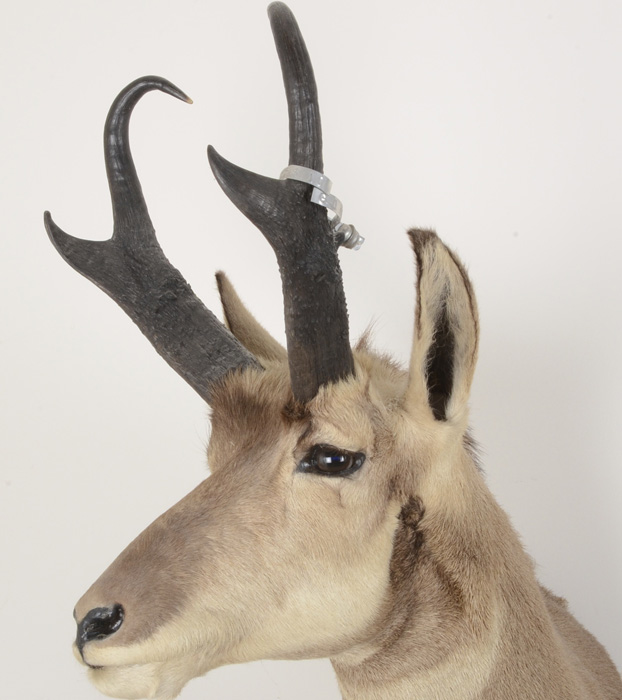 1972 Taxidermy Pronghorn Antelope Head Mount