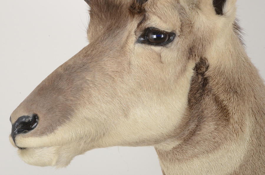 1972 Taxidermy Pronghorn Antelope Head Mount