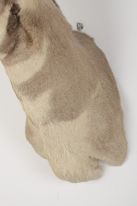 1972 Taxidermy Pronghorn Antelope Head Mount