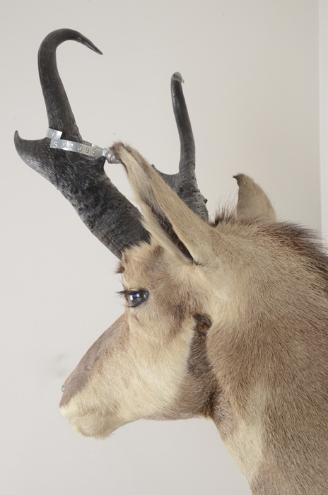 1972 Taxidermy Pronghorn Antelope Head Mount