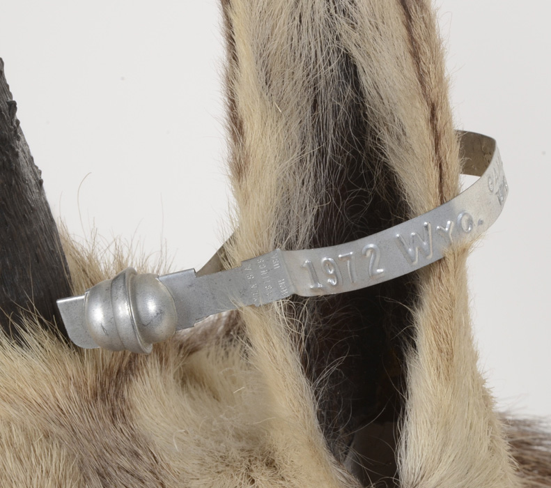 1972 Taxidermy Pronghorn Antelope Head Mount