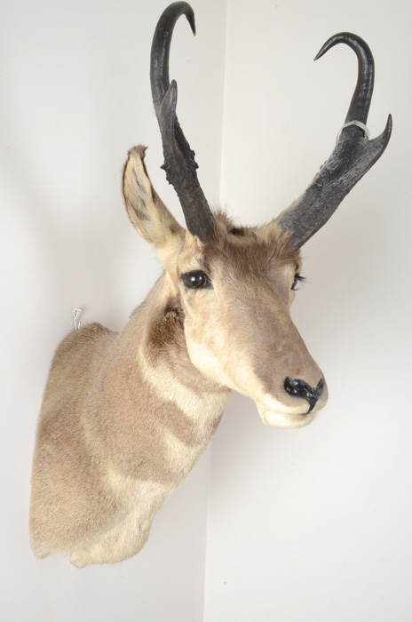 1972 Taxidermy Pronghorn Antelope Head Mount