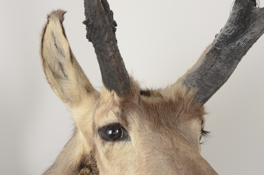 1972 Taxidermy Pronghorn Antelope Head Mount