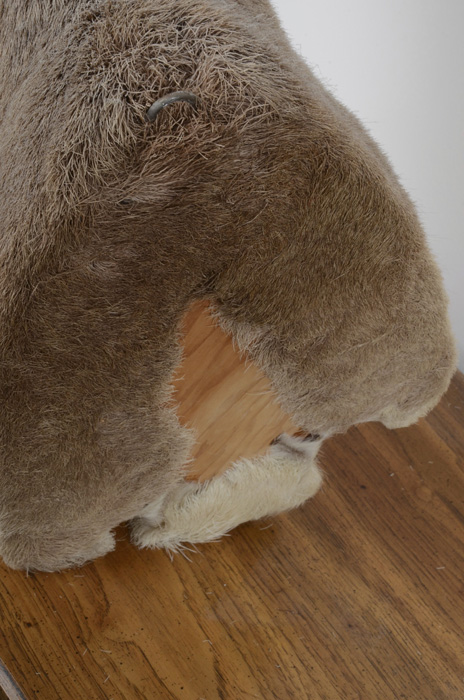 1972 Taxidermy Pronghorn Antelope Head Mount