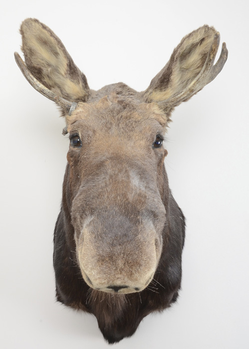 1969 Adult Taxidermy Moose Head