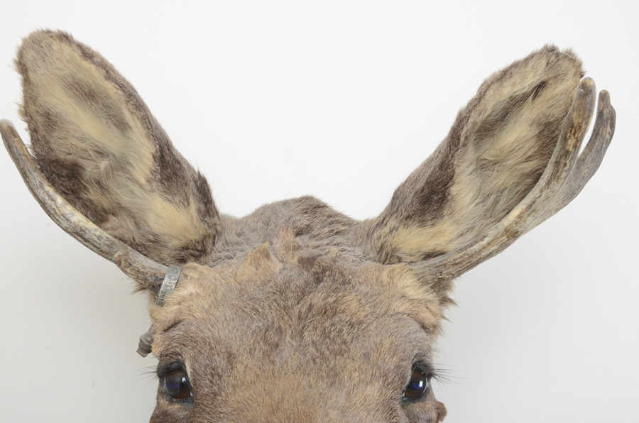 1969 Adult Taxidermy Moose Head