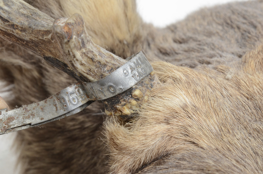 1969 Adult Taxidermy Moose Head