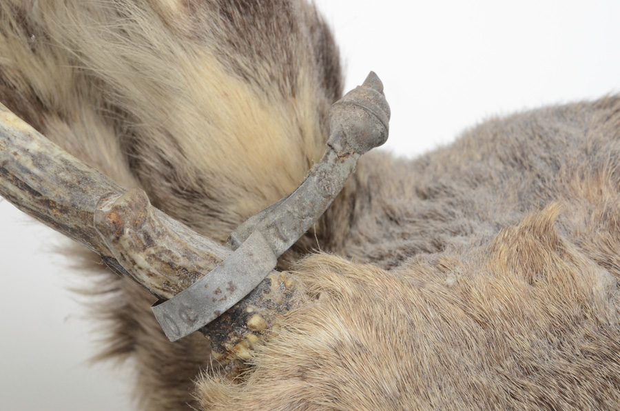 1969 Adult Taxidermy Moose Head