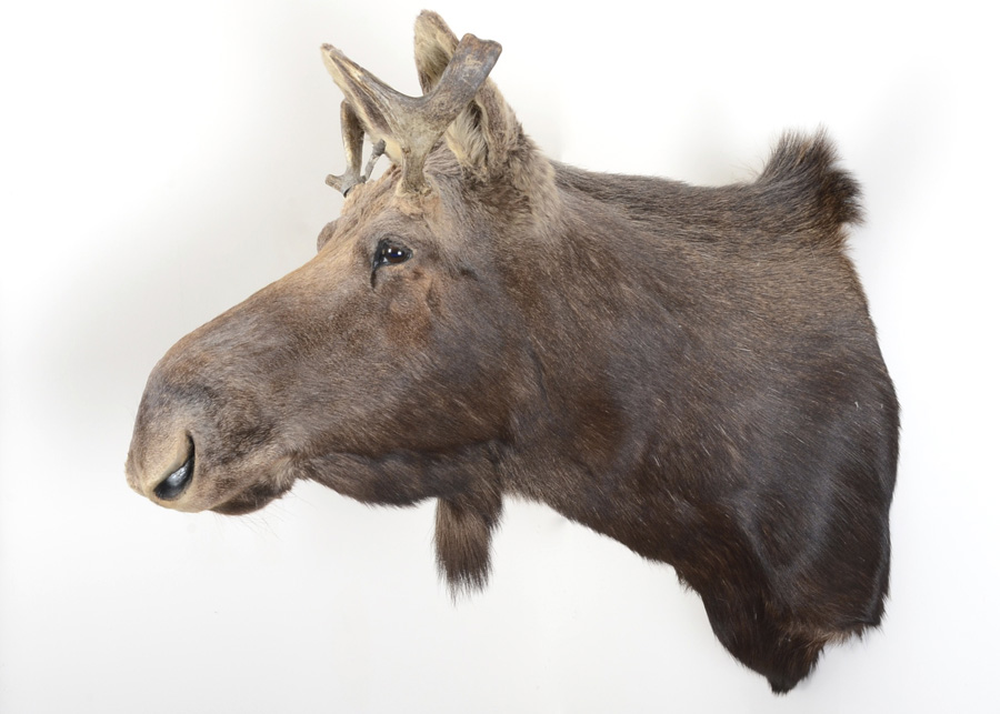 1969 Adult Taxidermy Moose Head