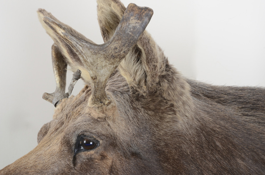 1969 Adult Taxidermy Moose Head