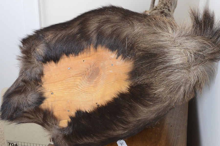 1969 Adult Taxidermy Moose Head