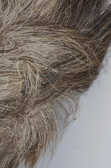 1969 Adult Taxidermy Moose Head