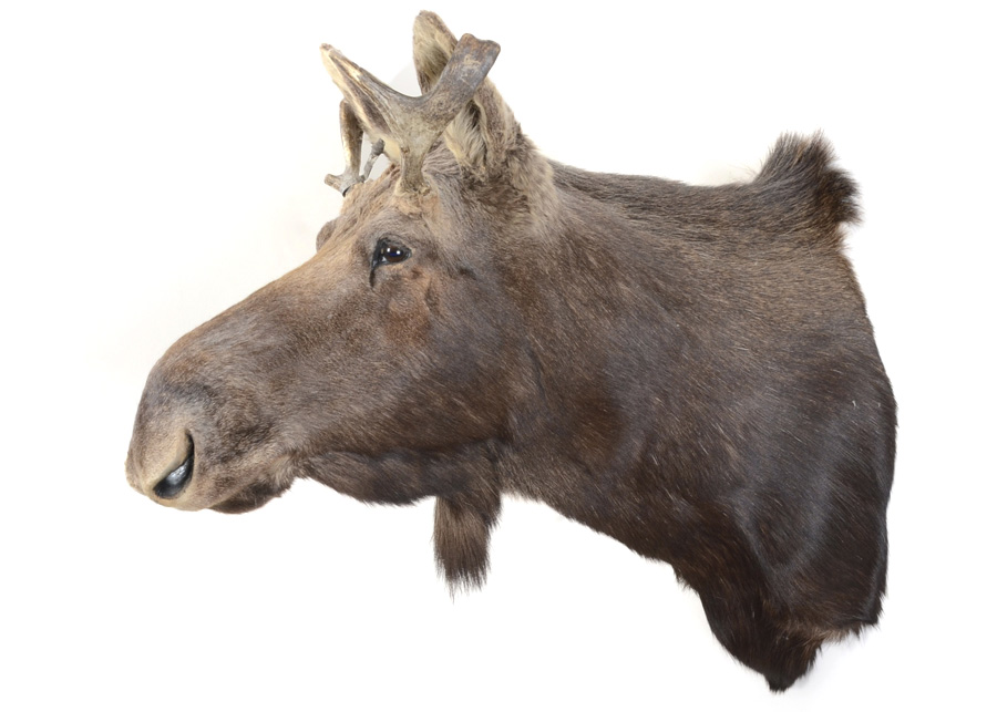 1969 Adult Taxidermy Moose Head