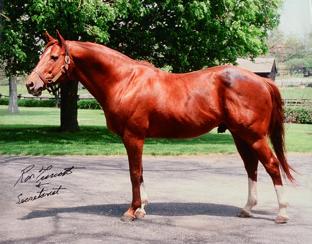 Awesome Framed Secretariat Horse Photo Signed by Ron Turcotte