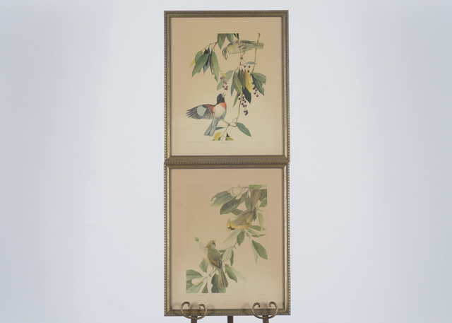 Pair of Vintage Prints by Roger Tory Peterson