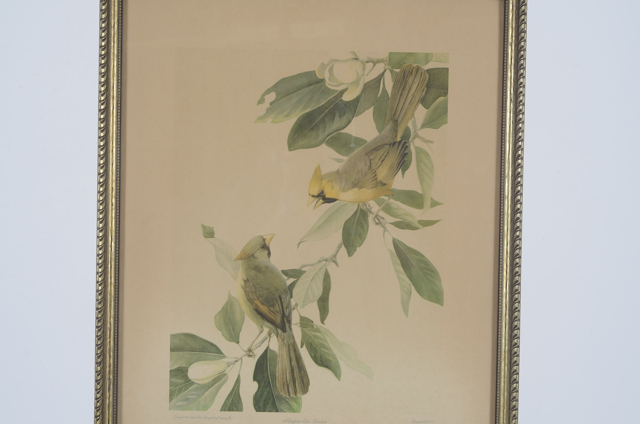Pair of Vintage Prints by Roger Tory Peterson