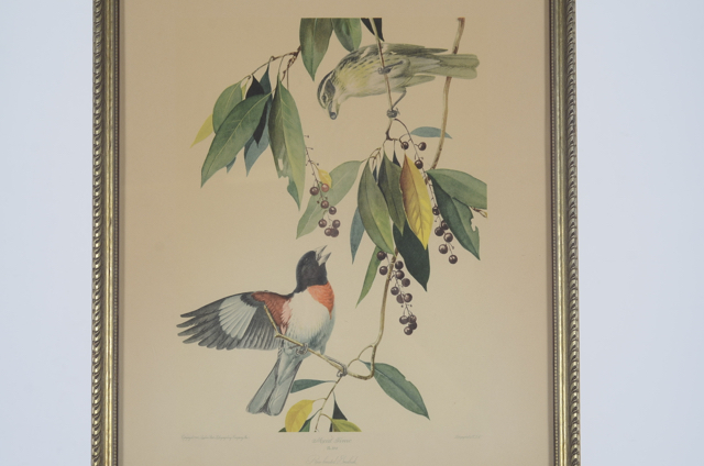 Pair of Vintage Prints by Roger Tory Peterson