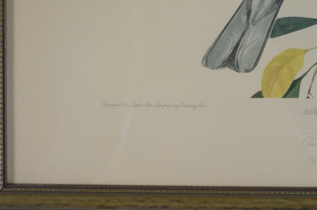 Pair of Vintage Prints by Roger Tory Peterson