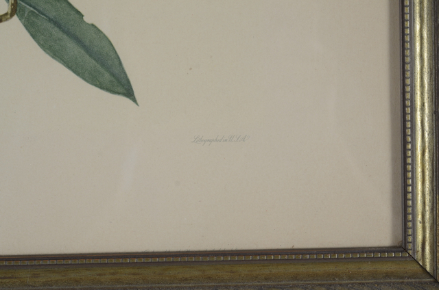 Pair of Vintage Prints by Roger Tory Peterson