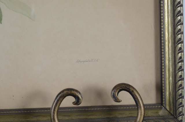 Pair of Vintage Prints by Roger Tory Peterson