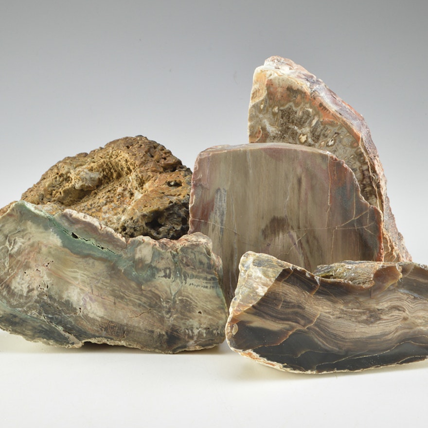 Petrified Wood Samples