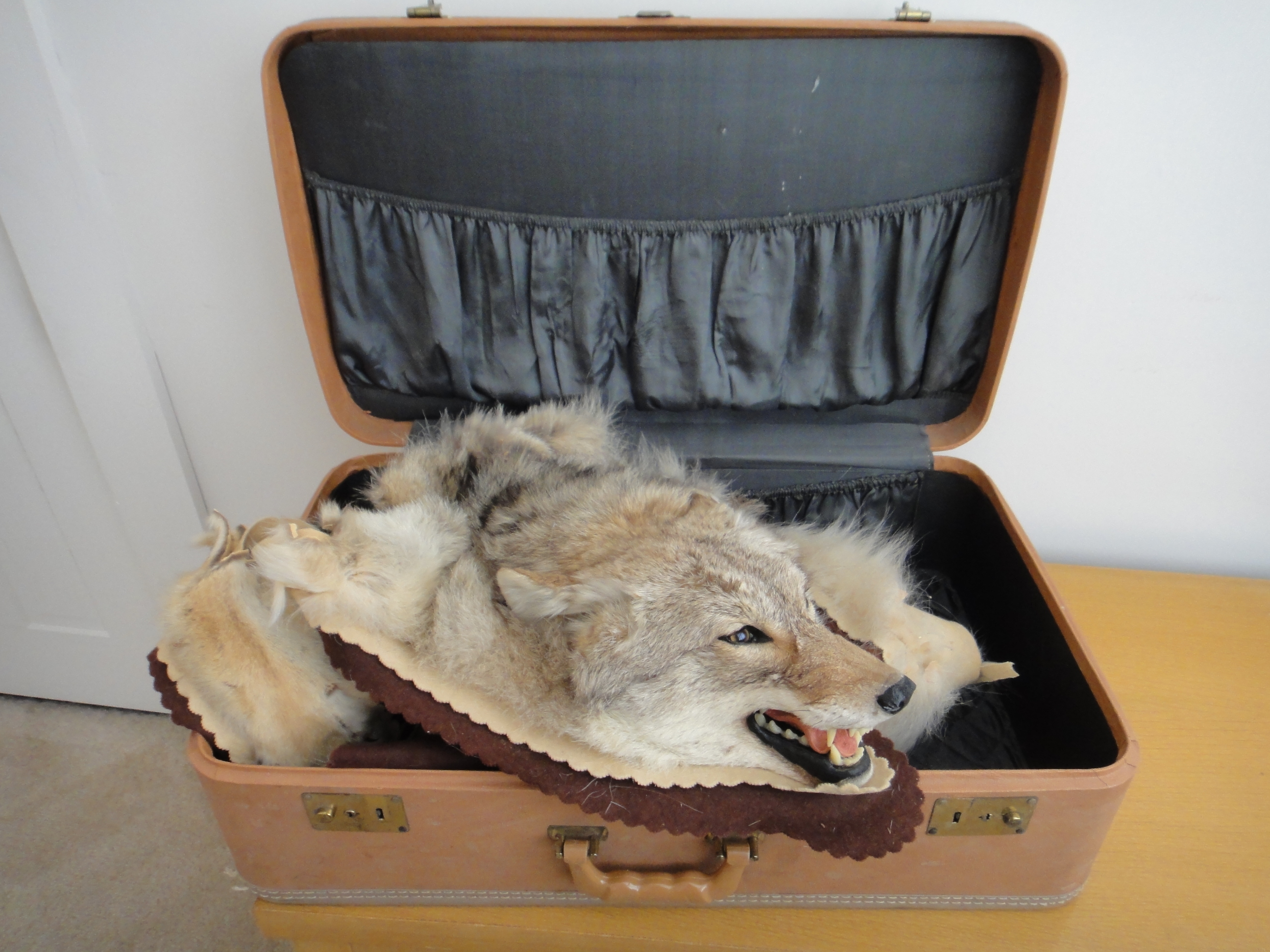 Vintage Taxidermy Coyote Rug Mount