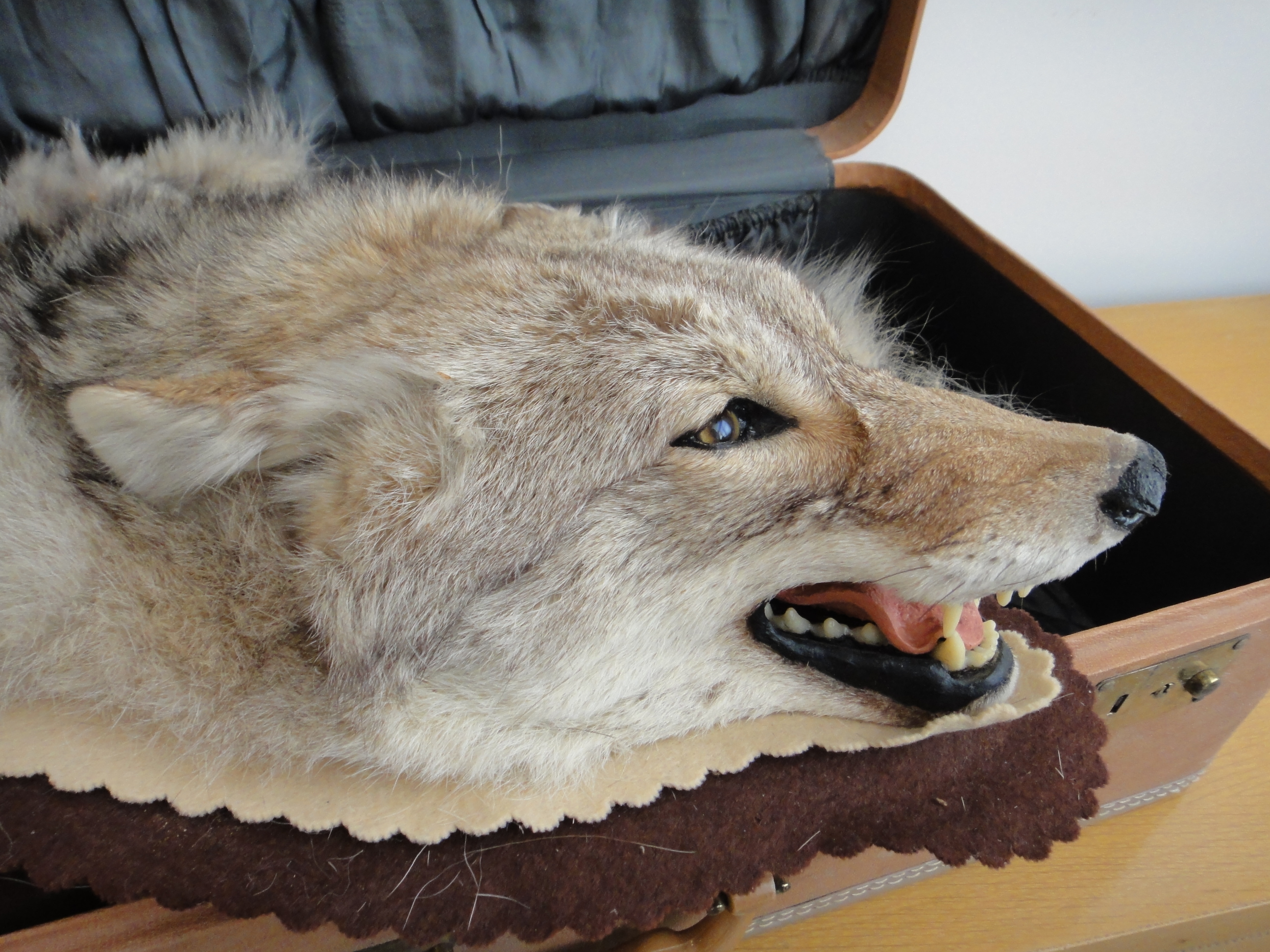 Vintage Taxidermy Coyote Rug Mount