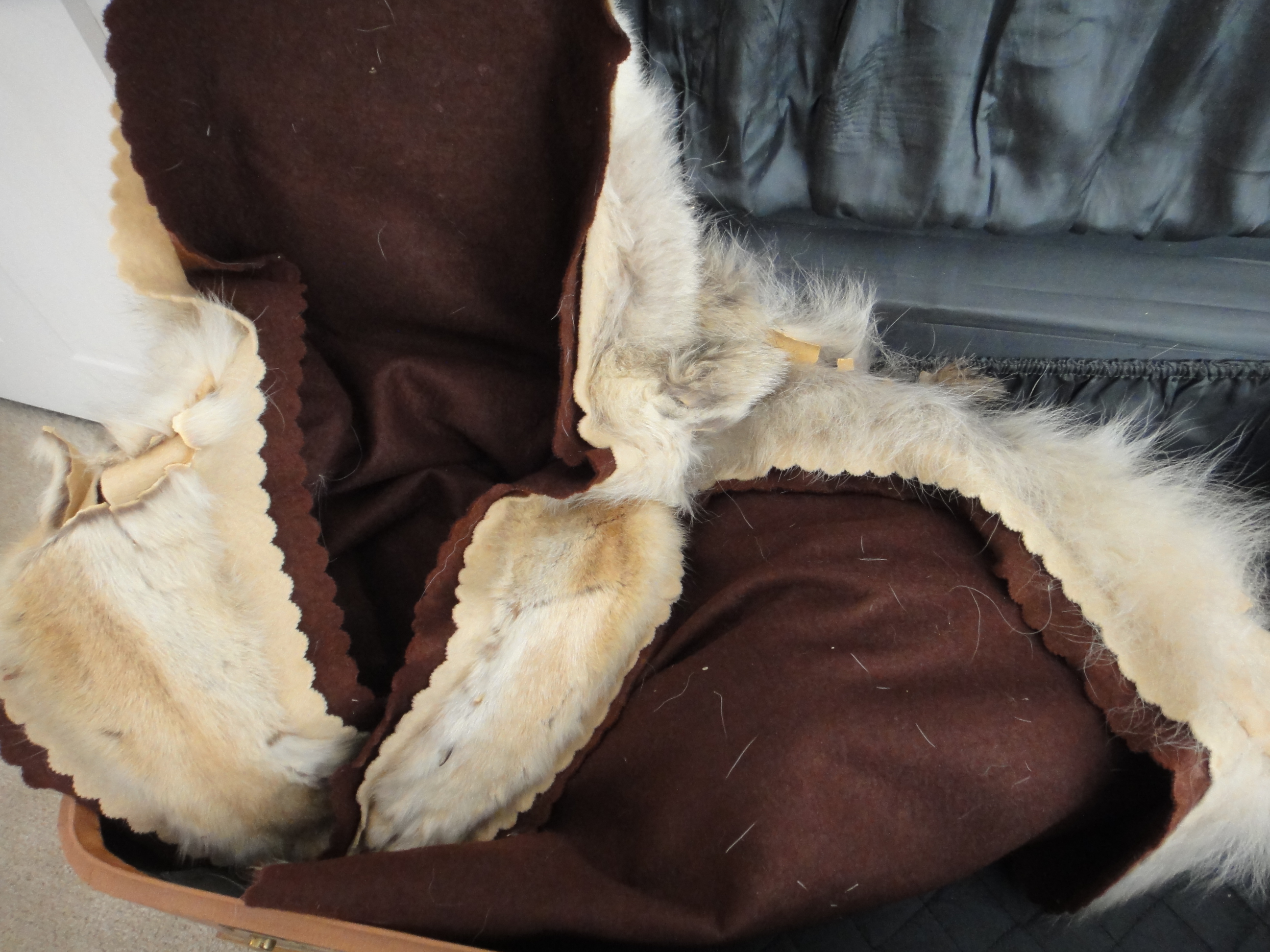 Vintage Taxidermy Coyote Rug Mount