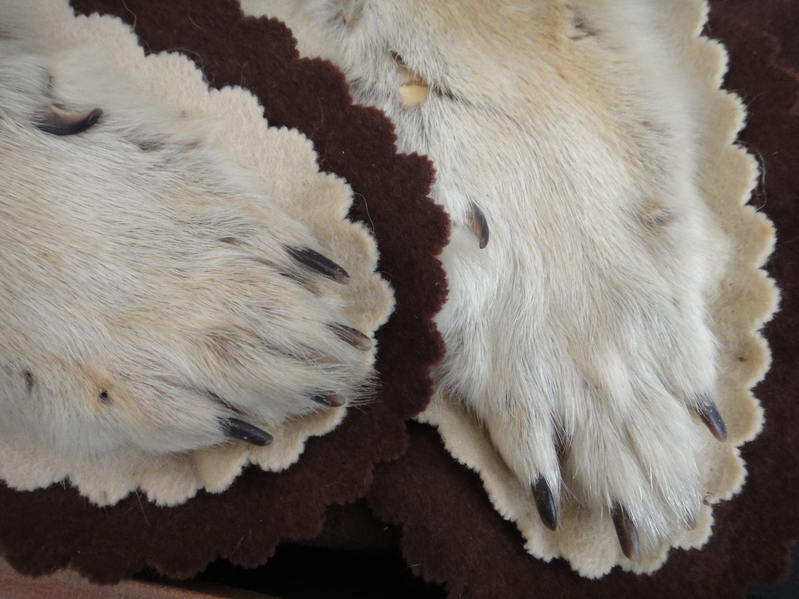 Vintage Taxidermy Coyote Rug Mount