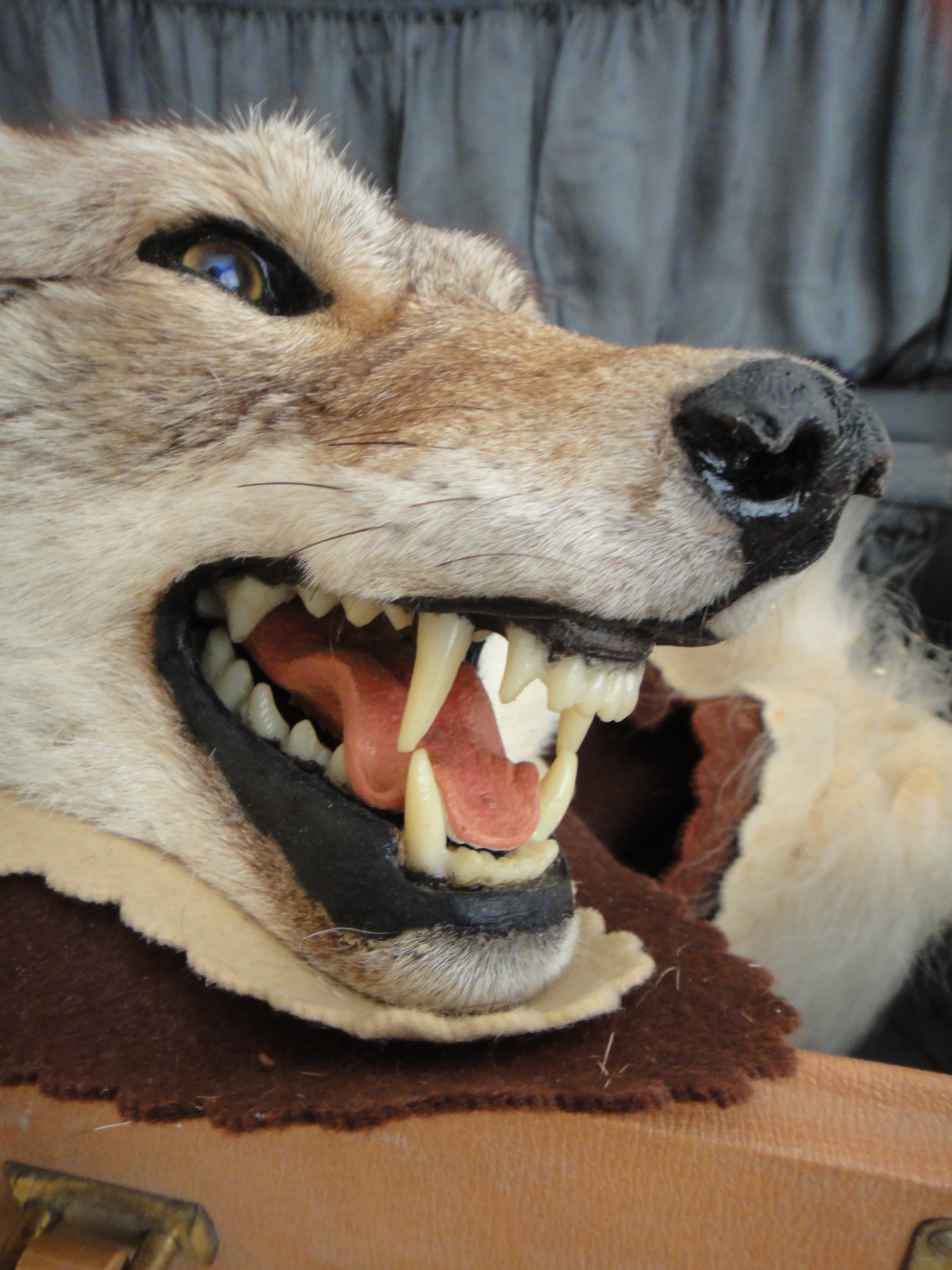 Vintage Taxidermy Coyote Rug Mount