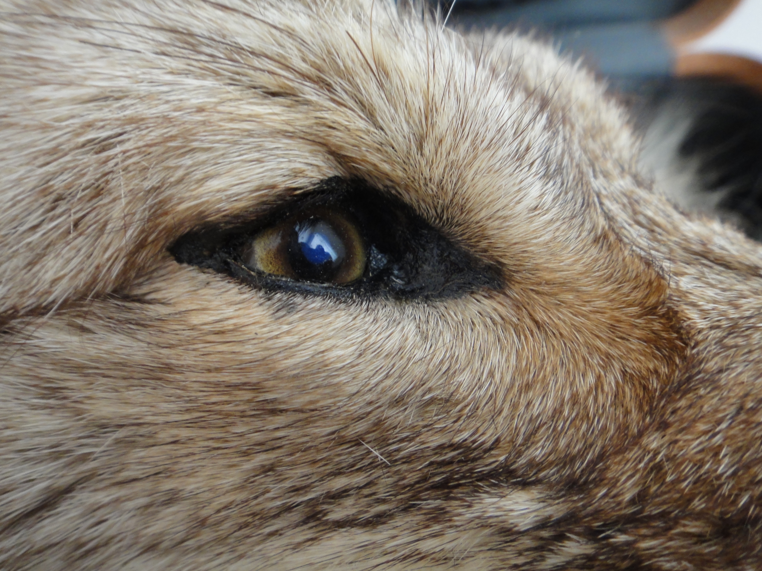 Vintage Taxidermy Coyote Rug Mount