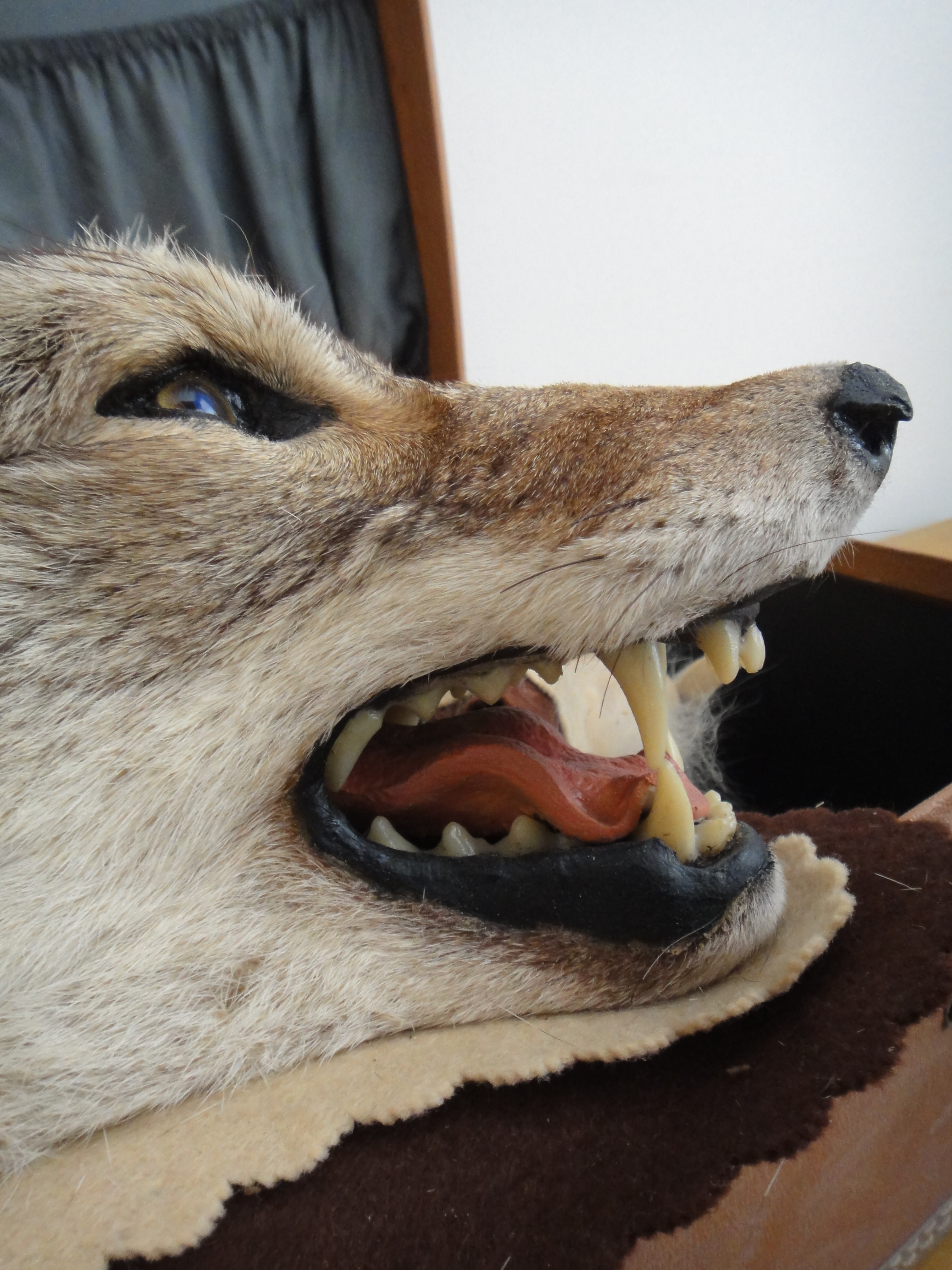 Vintage Taxidermy Coyote Rug Mount