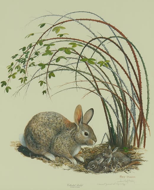 Limited Edition Photo Offset Lithograph of Ray Harm Watercolor