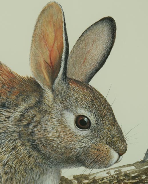 Limited Edition Photo Offset Lithograph of Ray Harm Watercolor