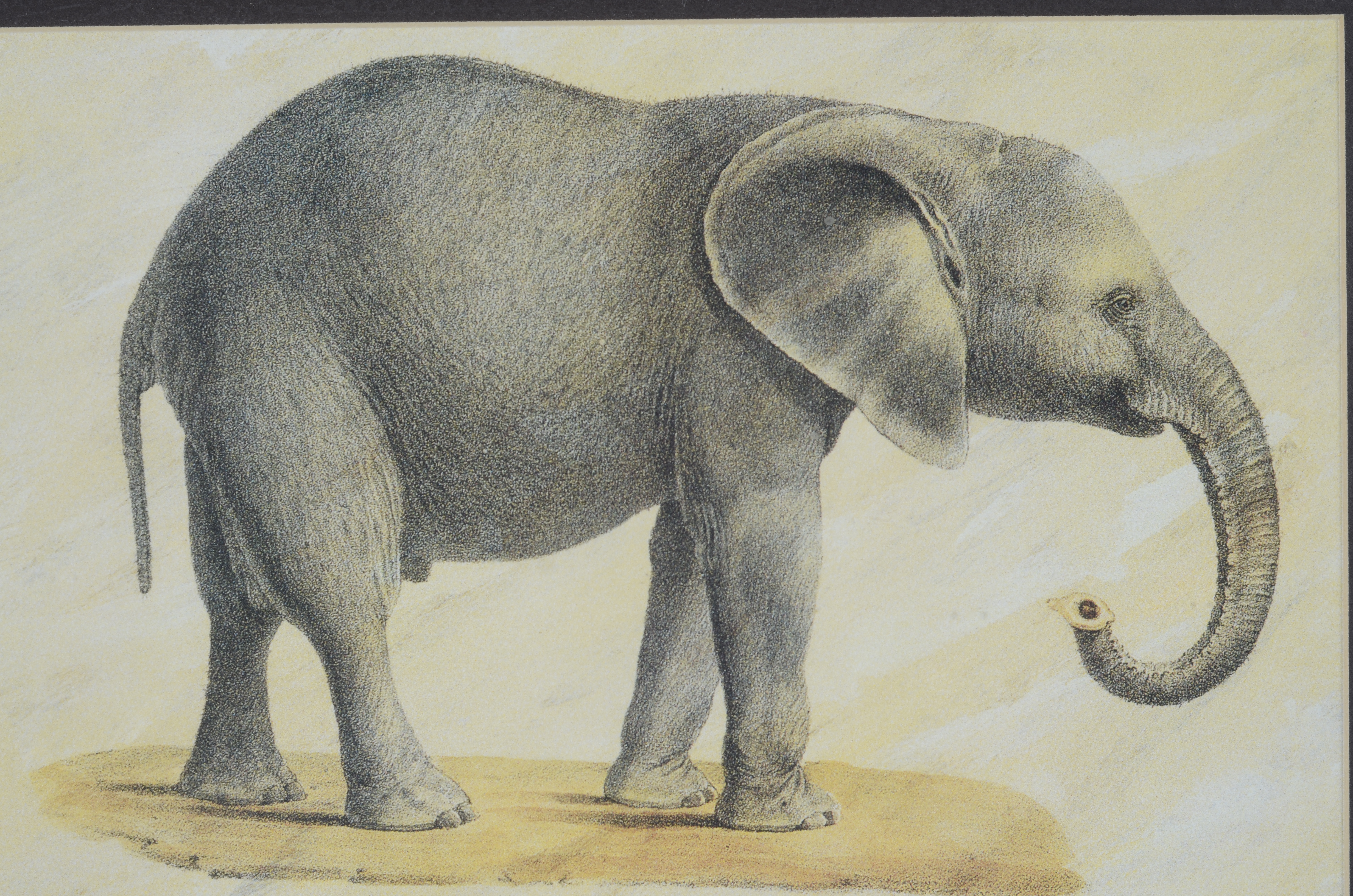 African Animal Print Pair