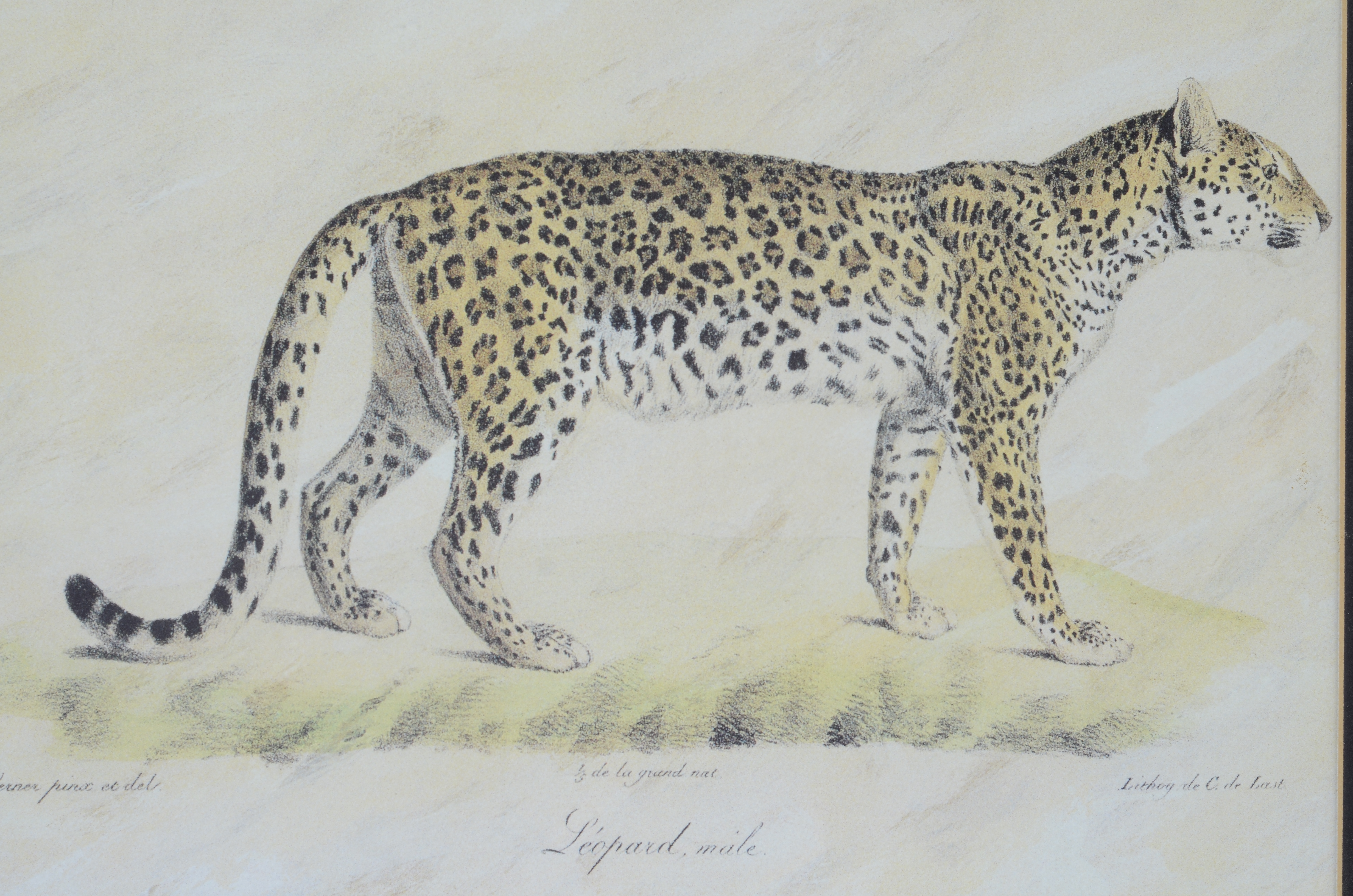 African Animal Print Pair