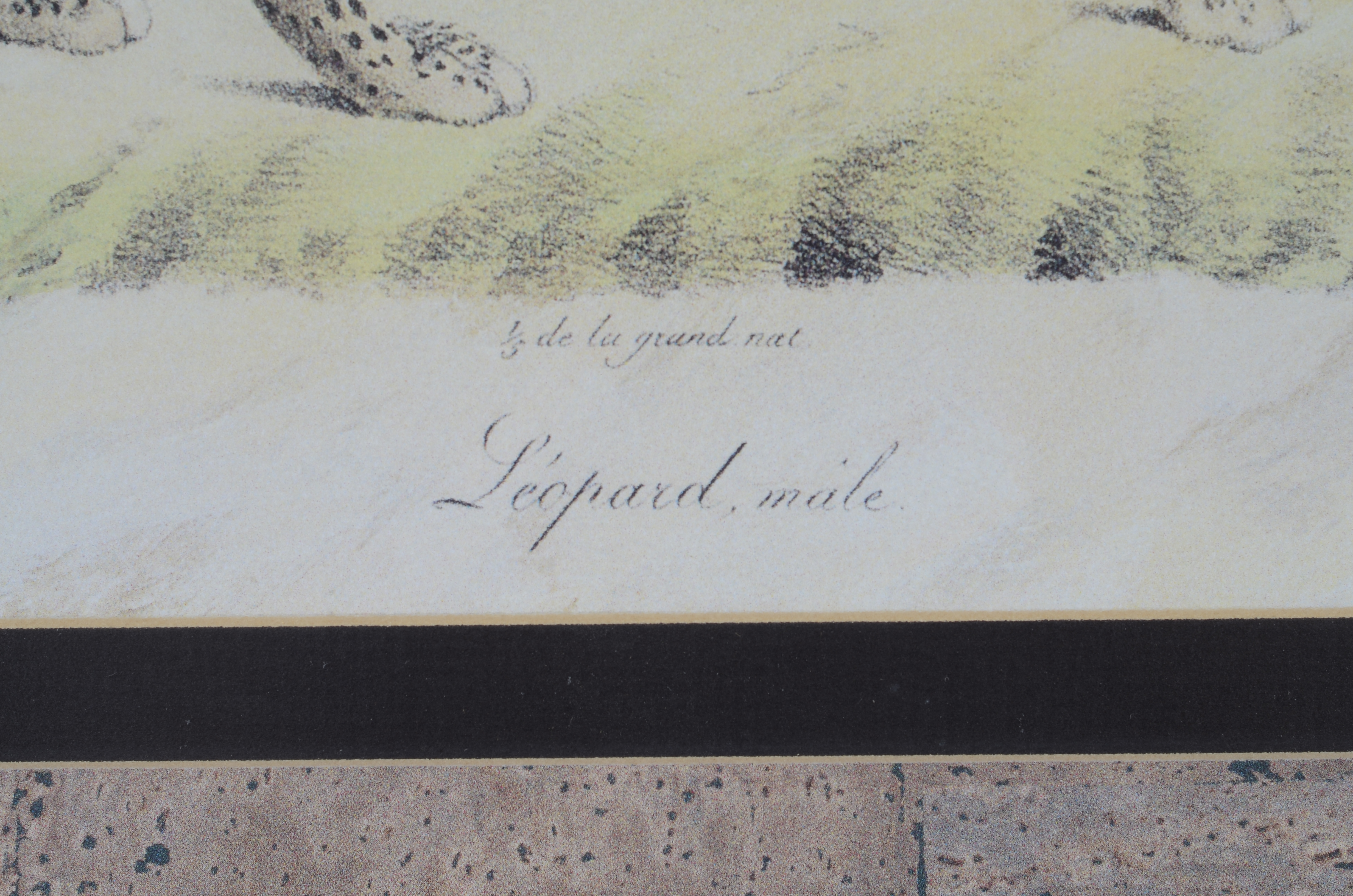 African Animal Print Pair