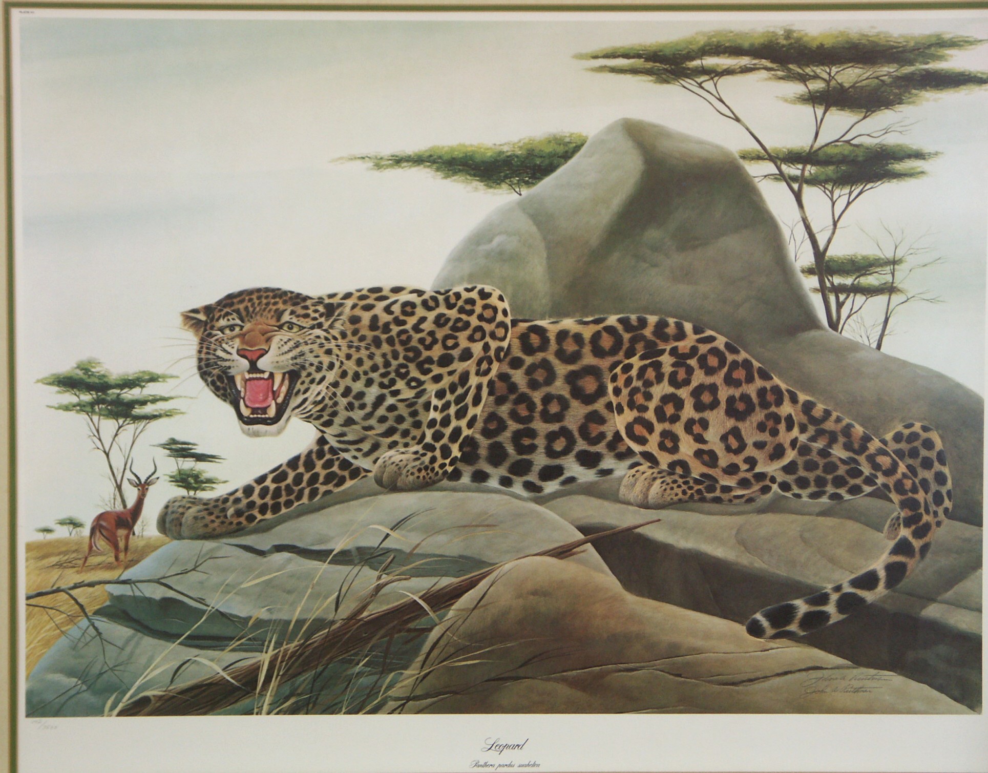 John Ruthven L/E Signed Print - 'Leopard'