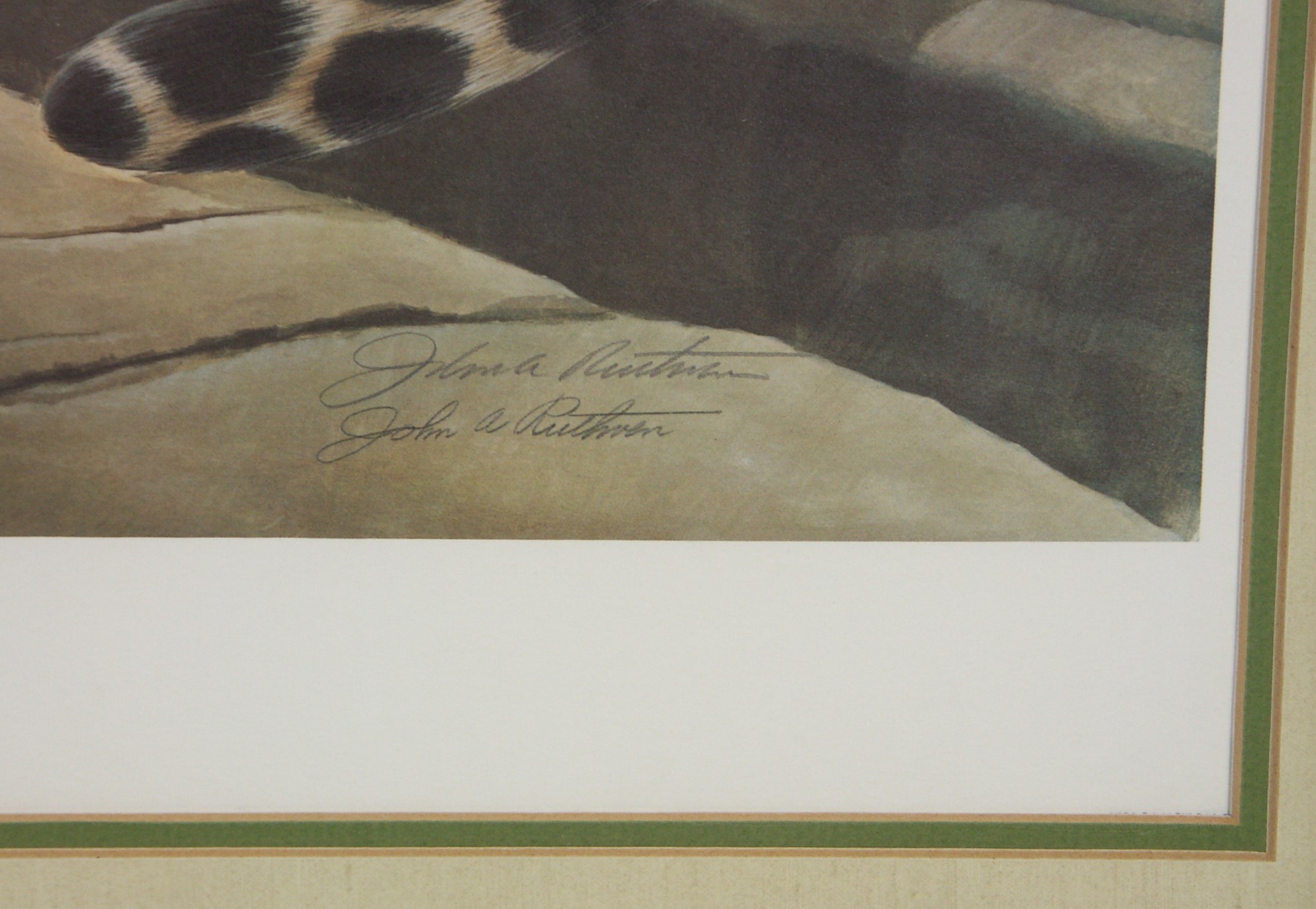 John Ruthven L/E Signed Print - 'Leopard'