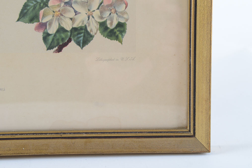 James Gordon Irving Bird Prints c. 1950