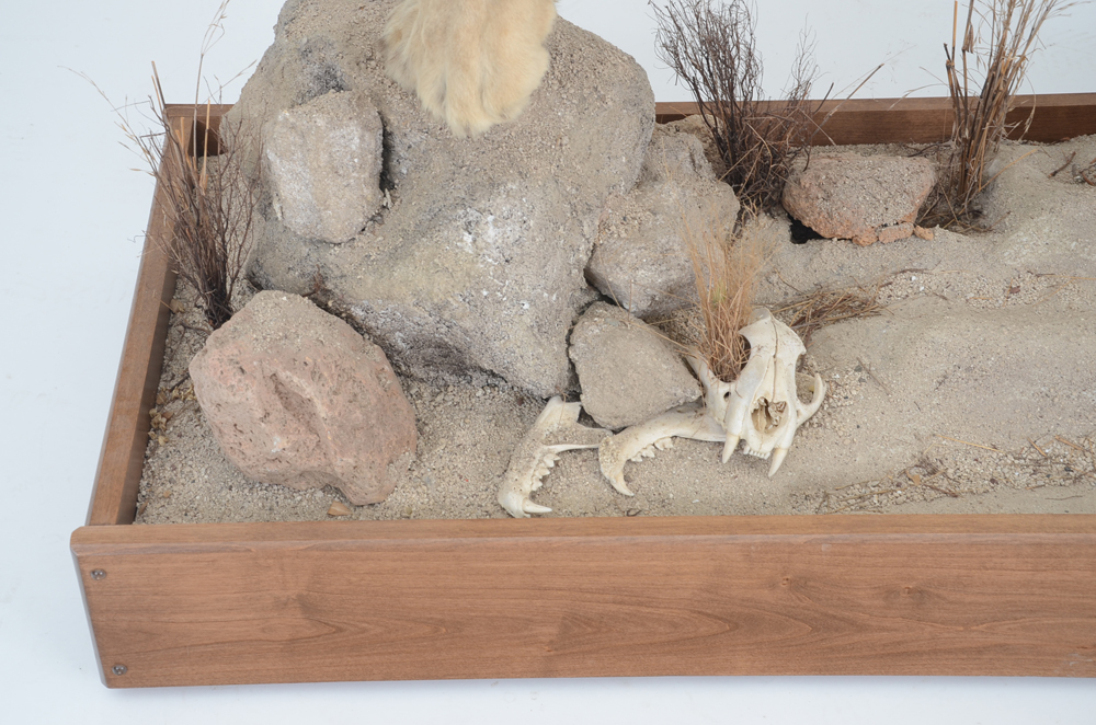 Taxidermy Sub Adult Male Lion on Scenic Base