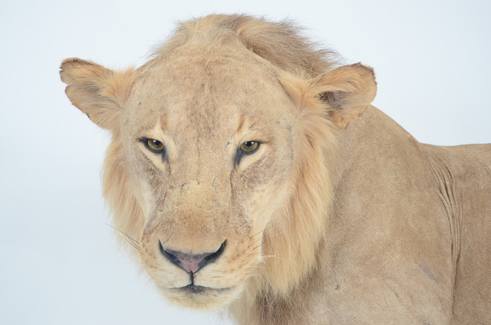 Taxidermy Sub Adult Male Lion on Scenic Base
