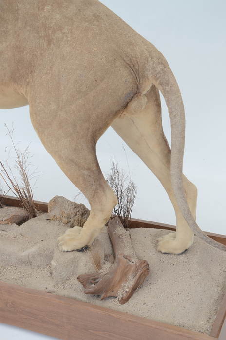 Taxidermy Sub Adult Male Lion on Scenic Base